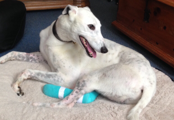 Greyhound sanctuary sales
