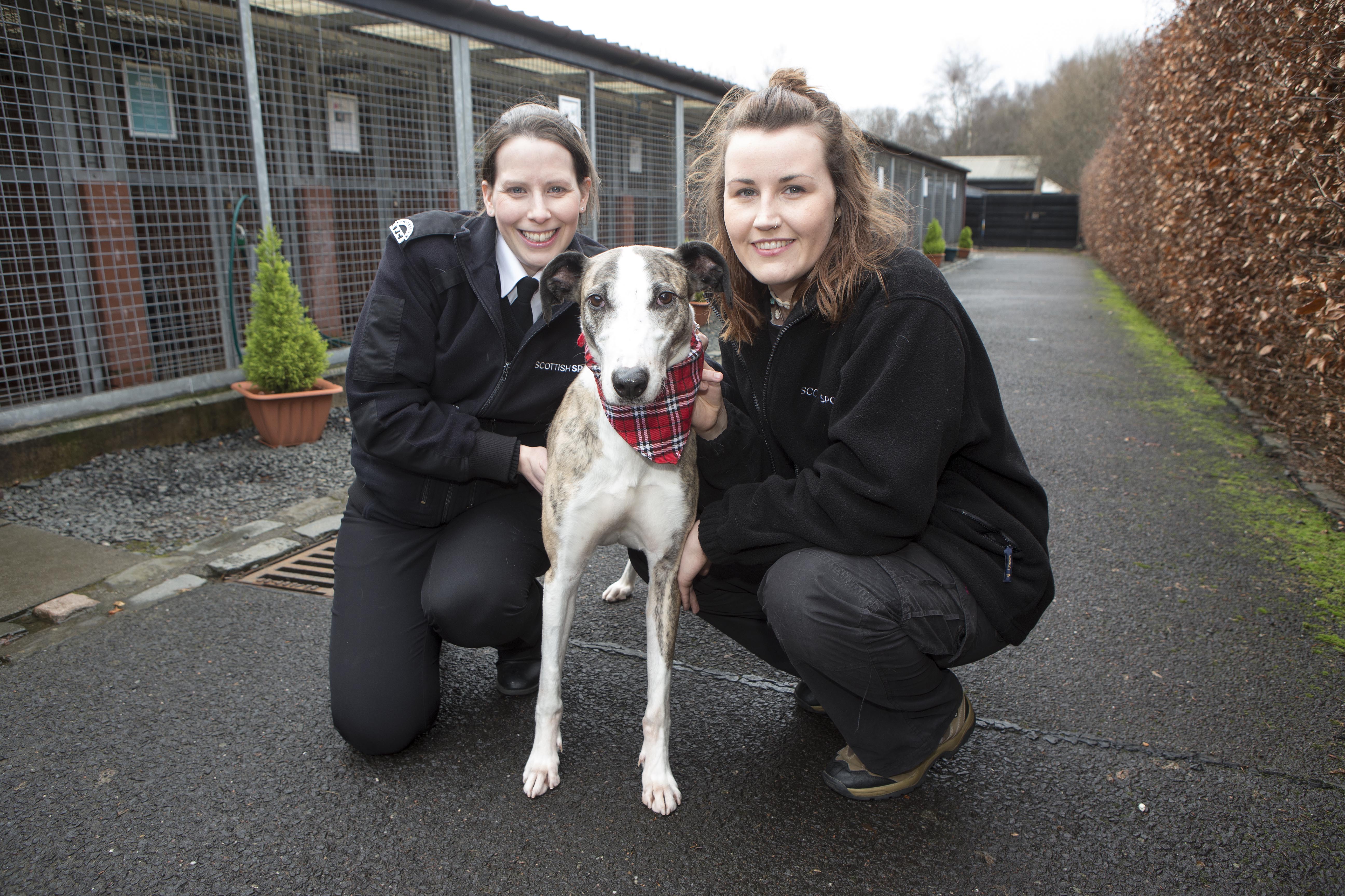 Sspca milton hot sale rehoming